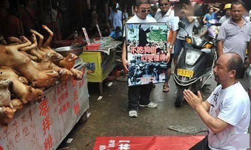 嘉善宠物店爆料事件最新,揭露行业黑幕，宠物权益引关注